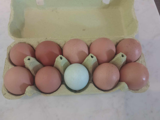 10 stk æg